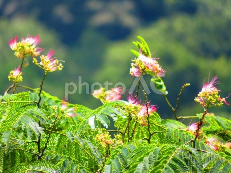 🏞️ 미로쿠 자연공원(미로쿠시젠코엔) 이미지 5